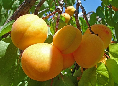Крымские абрикосы